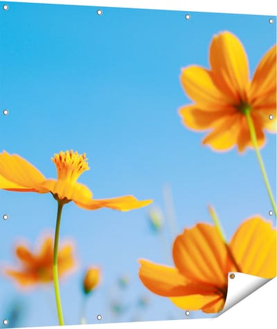 Gards Tuinposter Oranje Cosmea Bloemen - 110x110 cm - Tuindoek - Tuindecoratie - Wanddecoratie buiten - Tuinschilderij