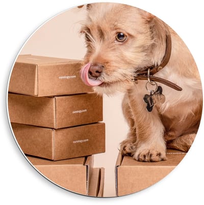 Forex Wandcirkel - Hondje op Bruine Dozen - 40x40cm Foto op Wandcirkel (met ophangsysteem)