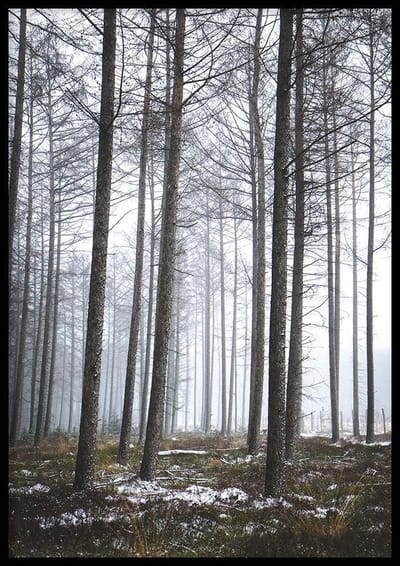 Poster  Planken Wambuis Bos - 30x40cm met Fotolijst – Natuur Poster – Ingelijst