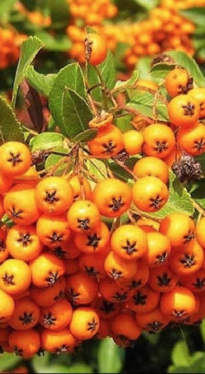 Pyracantha hybr. 'Golden Charmer' - Vuurdoorn 80-100 cm | pot