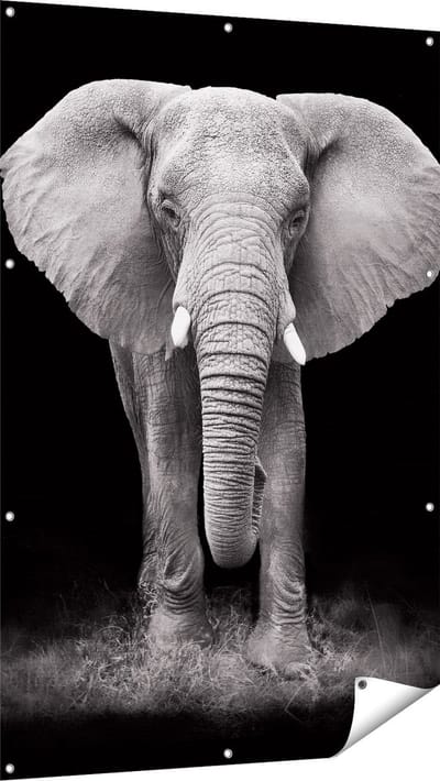 Gards Tuinposter Olifant - Zwart Wit - 100x150 cm - Tuindoek - Tuindecoratie - Wanddecoratie buiten - Tuinschilderij