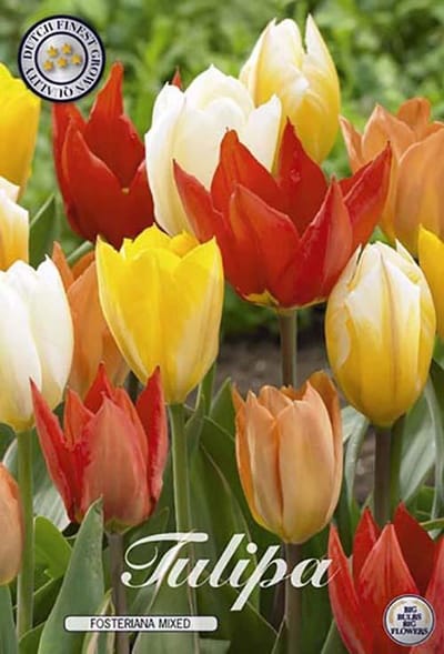 Fosteriana Mix Fosteriana Tulpenbollen 10 stuks Bolmaat 12+