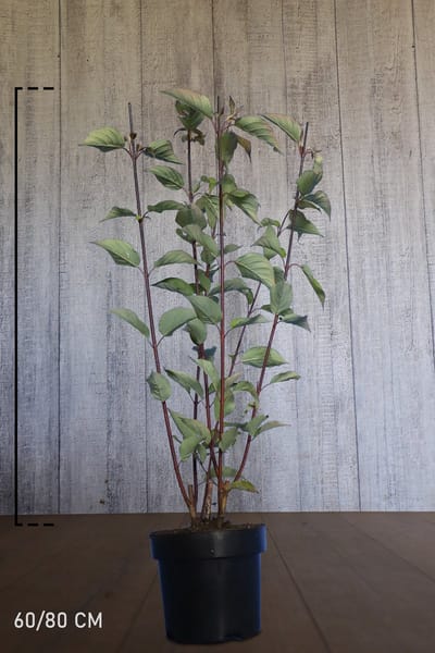 Plants Online - Haagplanten - Heesters - Witte Kornoeltje 'Kesselringii' - Pot 60-80 cm - set van 10 - Bladverliezend - Bloeiende plant - Geschikt als lage haag - Groeit breed uit - Informele haag