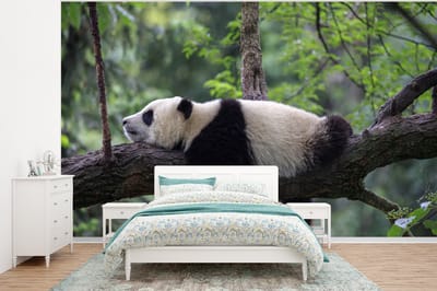 Behang - Fotobehang Panda - Boom - Dieren - Natuur - Breedte 375 cm x hoogte 280 cm