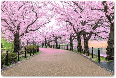 Placemats 45x30 cm - Placemat kunststof - 1 stuk - Sakura - Lente - Japan - Borden onderleggers - Decoratie voor op tafel - Keuken tafeldecoratie accessoires - Vinyl onderlegger - Tafelversiering