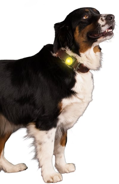 Nightwalk Safety Light - Verlichting hond - Veiligheidslampje voor de halsband - Hondenlampje - 2 Standen - Tot 100 uur - Tot 200 meter zichtbaar - Geel