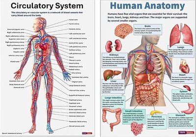 Anatomie Poster Set - Wandkaarten Lichaamssystemen - Studie Hulp - 16 Delige Collectie - 26 x 20.8 cm - Meerkleurig