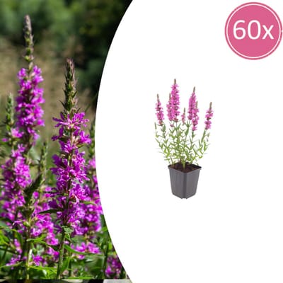 Tuinplantenshop.com | Lythrum salicaria | 60 stuks - Ø9cm - 10-25cm hoog - Tuinplant