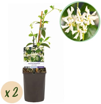 Green boutiQ - Toscaanse jasmijn - Trachelospermum jasminoides - Bloem Wit - Groenblijvend - 2 planten - Pot 11cm Hoogte 40cm