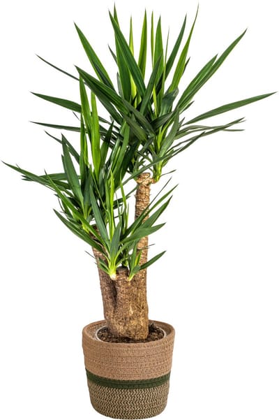 Plantenboetiek.nl | Yucca Elephantipes vertakt met mand - Ø24cm - 80-100cm hoog - Kamerplant - Groenblijvend