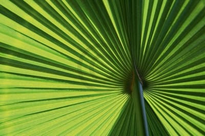 Kunstdruk Ortwin Klipp - Leaf 1 70x50cm