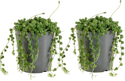 Bloomique - Set van 2 - Senecio Rowleyanus - Erwtenplant - Hangplant - Kamerplanten - Gemakkelijk Te Verzorgen - Hoogte 10-15 cm - Pot 12 cm