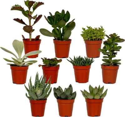 Plantenboetiek.nl | Succulenten Mix | 10 stuks - Ø5,5cm - 7cm hoog - Kamerplant - Multideal - Cactus & Vetplanten