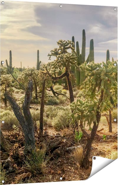 Gards Tuinposter Cactus Planten in het Wild - 90x120 cm - Tuindoek - Tuindecoratie - Wanddecoratie buiten - Tuinschilderij