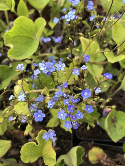 6 x Brunnera macrophylla - Kaukasisch vergeet-mij-nietje - P9 Pot (9 x 9cm) - Dima Vaste Planten