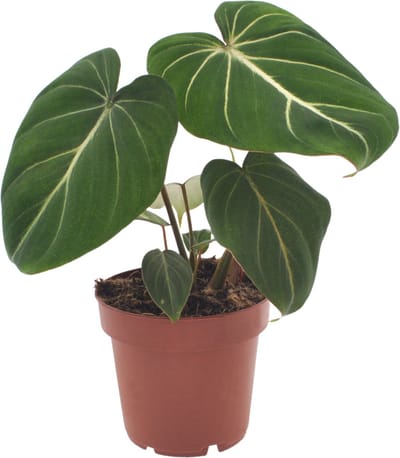 Philodendron Gloriosum | 35cm | excl. Keramieken pot