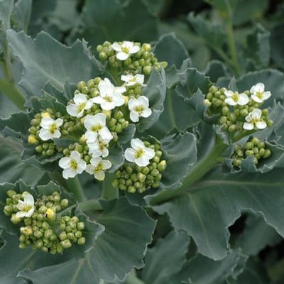 6 x Crambe Maritima - Zeekool pot 9x9cm