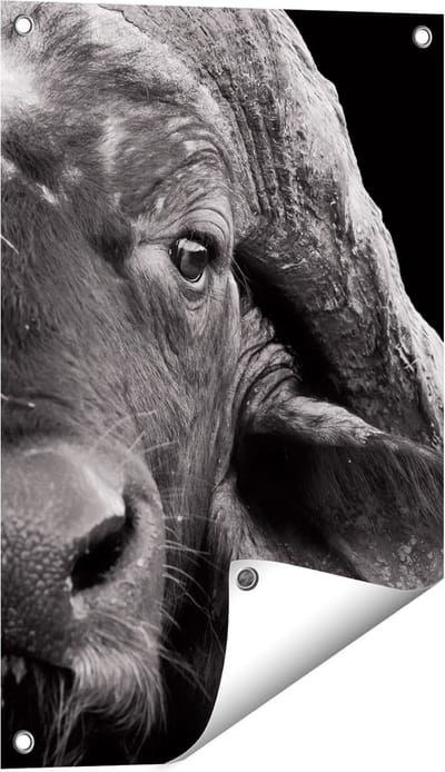 Gards Tuinposter Buffel - Buffelkop - Zwart Wit - 40x60 cm - Tuindoek - Tuindecoratie - Wanddecoratie buiten - Tuinschilderij