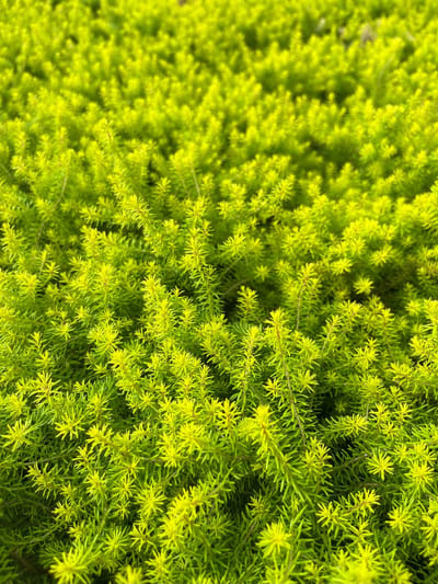 Winterheide Geel/Wit - 10 Stuks - Erica carnea 'Golden Starlet' - P9.5 - Plant - Tuinplant - Heide