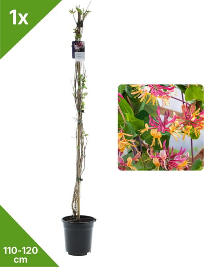 GARDENZO - 1x Rood/Gele Geurende Kamperfoelie Lonicera American Beauty XXL - in 2 ltr pot- 115-120 cm