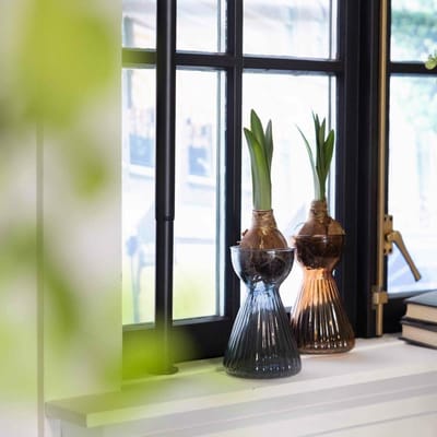 Esschert Bollenvaas geribbeld amaryllis