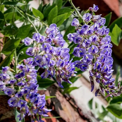Wisteria macrostachya 'Blue Moon', Amerikaanse blauwe regen, Hoogte 80-100cm, 2 liter pot