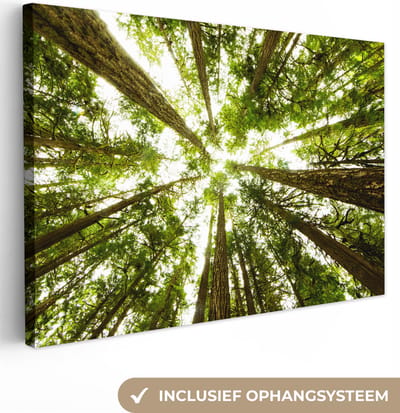 Canvas Schilderij Hoge groene bomen in jungle - 90x60 cm - Wanddecoratie