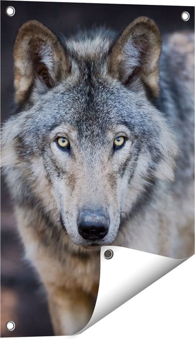 Gards Tuinposter Wolvenkop - Grijze Wolf - 40x60 cm - Tuindoek - Tuindecoratie - Wanddecoratie buiten - Tuinschilderij