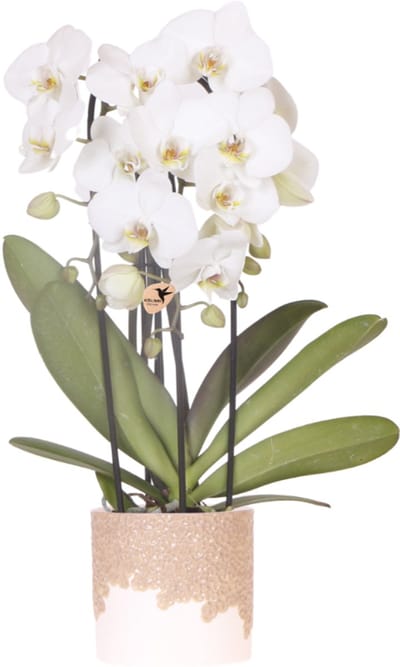 Kolibri Orchids | Witte Niagara Falls orchidee + Bloom sand sierpot – potmaat Ø12cm | bloeiende kamerplant – vers van de kweker