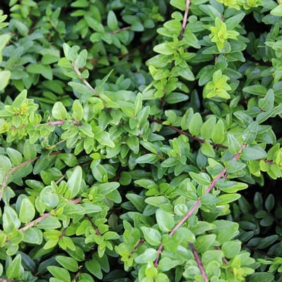 12 x Kamperfoelie 'Maigruen' - Lonicera nitida 'Maigruen' pot 9x9cm - Compacte schoonheid