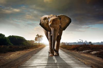 The long walk – 90cm x 60cm - Fotokunst op PlexiglasⓇ incl. certificaat & garantie.