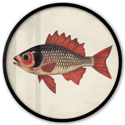Poster in lijst Rond - Fotolijst 40x40 cm - Posters - Schubben - Rood - Vis - Vinnen - Ronde posterlijst zwart - Decoratie - Wanddecoratie woonkamer - Muurdecoratie slaapkamer