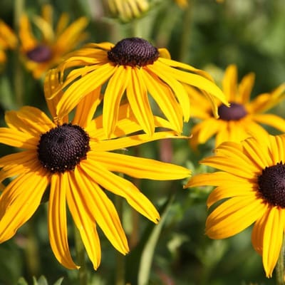 6 x Rudbeckia Fulgida 'Goldsturm' - Zonnehoed Pot 9x9 cm - Gouden Bloemen