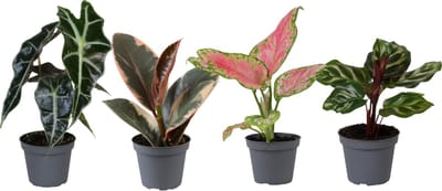 Plantenboetiek.nl | Baby plantjes mix | 4 stuks - Ø6cm - 12cm hoog - Kamerplant - Groenblijvend - Multideal