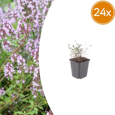 Tuinplantenshop.com | Thymus vulgaris | 24 stuks - Ø9cm - 10-25cm hoog - Tuinplant
