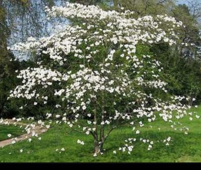 1 x Cornus florida - Amerikaanse Kornoelje 50- 60 cm in pot