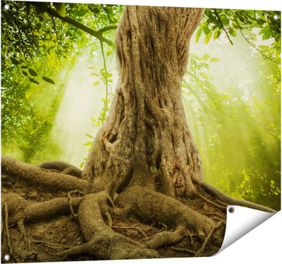 Gards Tuinposter Grote Boom in het Bos met Wortels - 100x80 cm - Tuindoek - Tuindecoratie - Wanddecoratie buiten - Tuinschilderij