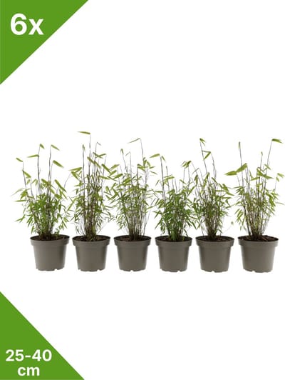 GARDENZO - 6x Fargesia 'Asian Wonder' rode bladhoudende niet woekerende Bamboe in C1-25-40 cm