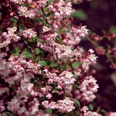 Plants Online BV - Planten - Tuinplanten - Heesters - Set van 1 - Deutzia purpurascens 'Kalmiiflora'