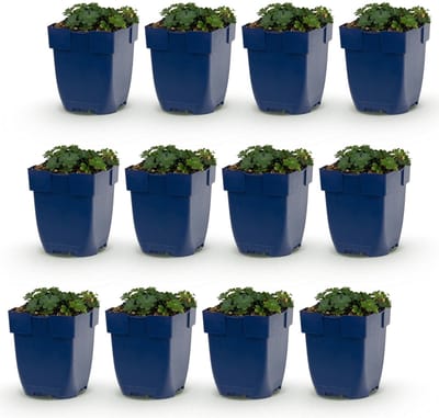 Green boutiQ - Vasteplant - Geranium sang. Max Frei - Ooievaarsbek - Bodembedekkend - Roze - 12 Planten - Pot 11cm - Hoogte 15-25cm