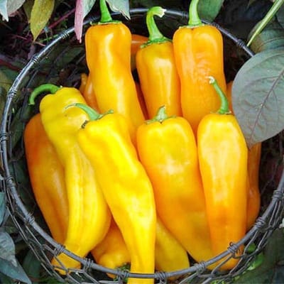 Puntpaprika zaden - Puntpaprika Corno di Toro Giallo