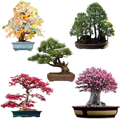 Bonsai Zaden Set van 5 Verschillende Soorten - Amerikaanse Amberboom, Bergsequoia, Mediterrane Den, Rode Waaieresdoorn en Woestijnroos - Inclusief Gratis eBook en Zaadkaarten - Hoge Kiemkracht