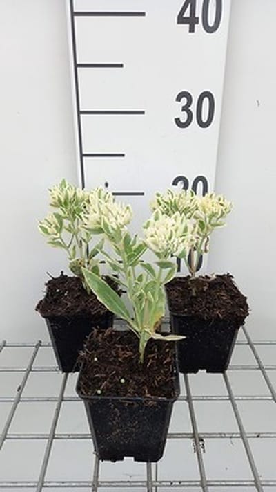 6x Vetkruid - Sedum hybr. 'Frosty Morn' | 9x9 cm pot