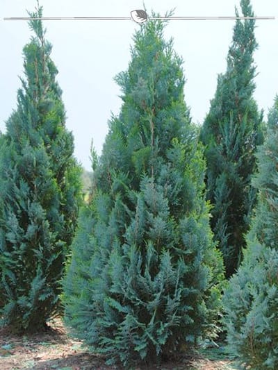 Blauwe Californische Cypres Chamaecyparis Columnaris 100-120 cm, 12x Haagplant