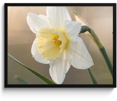 Poster in lijst - Fotolijst 80x60 cm - Posters - Narcis - Bloem - Minimalistisch - Posterlijst zwart - Decoratie - Wanddecoratie woonkamer - Muurdecoratie slaapkamer