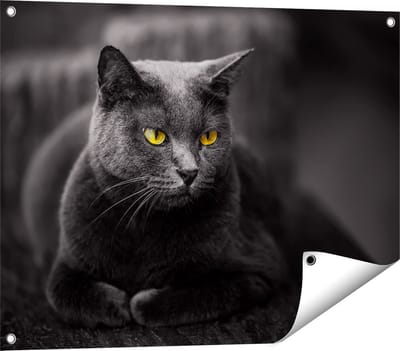 Gards Tuinposter Zwarte Kat met Gele Ogen - 80x60 cm - Tuindoek - Tuindecoratie - Wanddecoratie buiten - Tuinschilderij