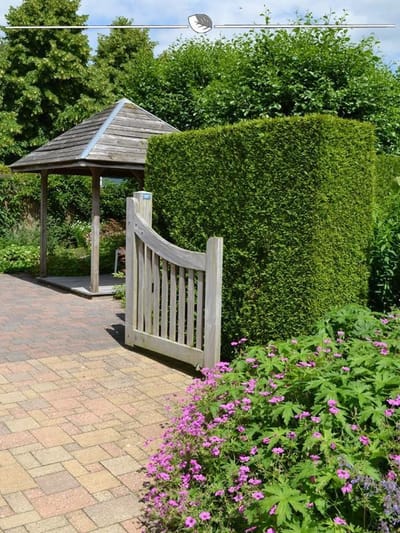 Westerse Levensboom Thuja Brabant 160-180 cm, 4x Haagplant