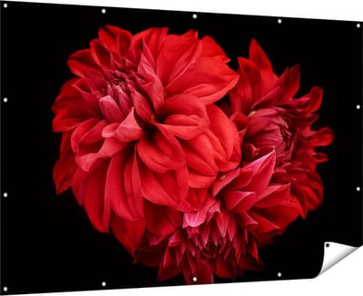Gards Tuinposter Rode Dahlia Bloemen - 180x120 cm - Tuindoek - Tuindecoratie - Wanddecoratie buiten - Tuinschilderij