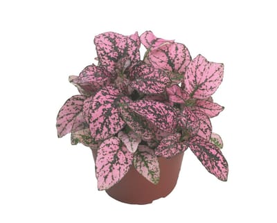 JUNAVERA Hypoestes phyllostachya Confetti Compact Roze terrariumplant | 8 cm pot | 10 cm hoog | ook geschikt voor woonkamer en buiten (kuip | eenjarig)