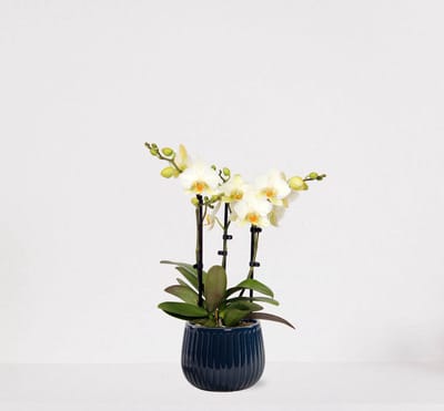 Phalaenopsis Multiflora wit in sierpot Livia Donker Blauw – bloeiende witte Orchidee – kamerplant - 40-55cm - Ø15 – geleverd met plantenpot – vers uit de kwekerij